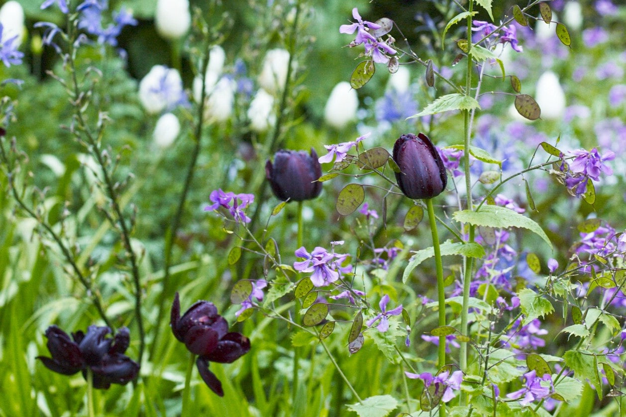 Spring Flowering Bulbs