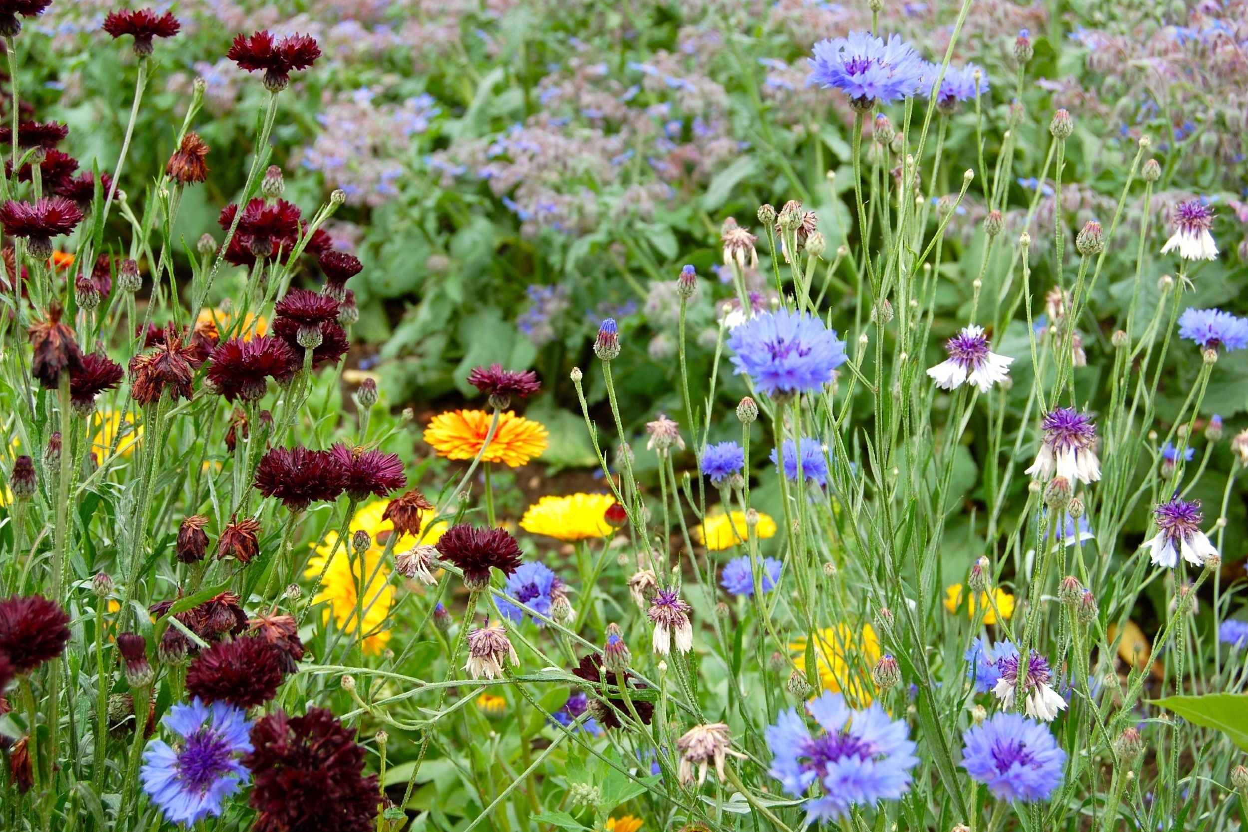 A Garden for Pollinators