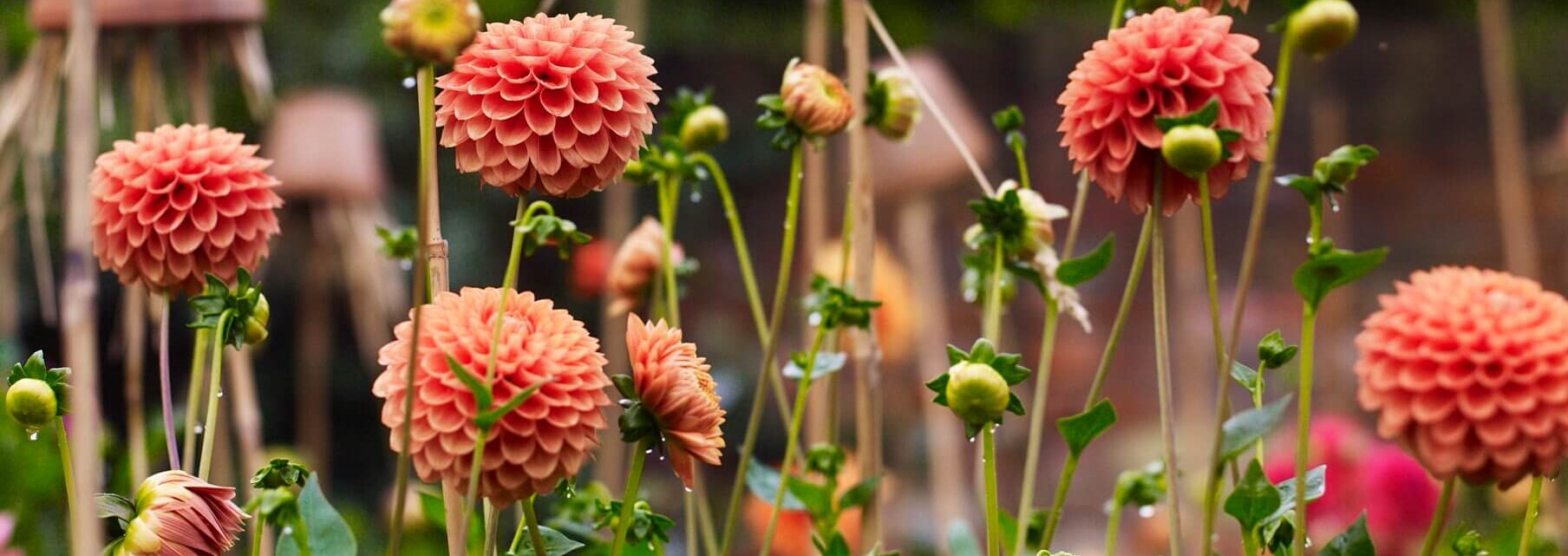 Garden - Summer Flowering Bulbs