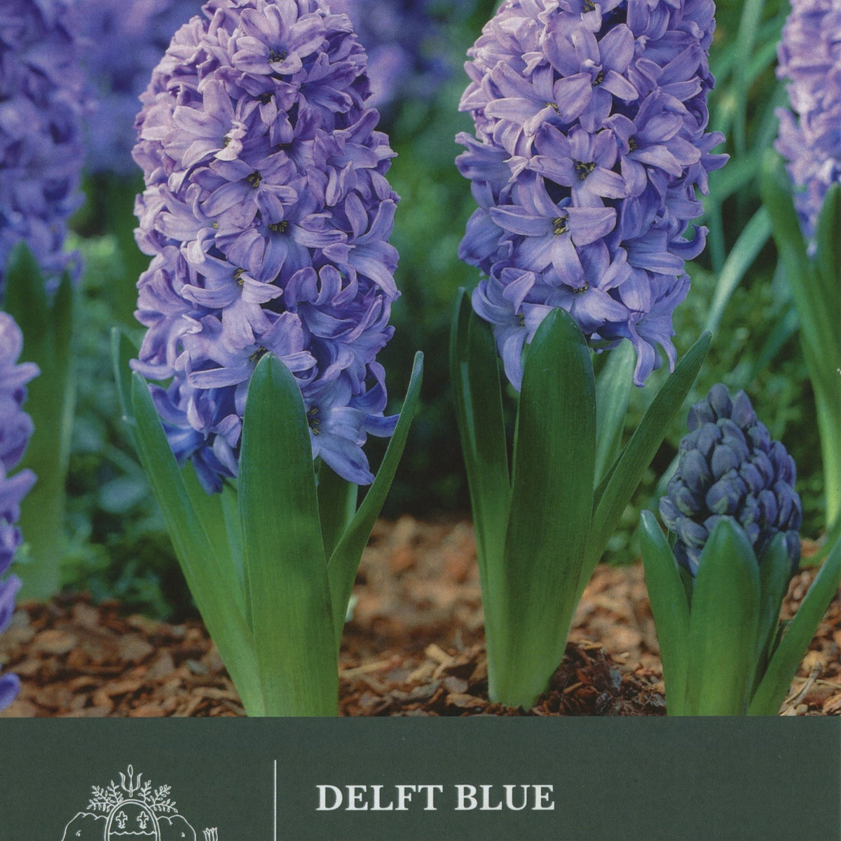 Hyacinth Delft Blue Petersham Nurseries