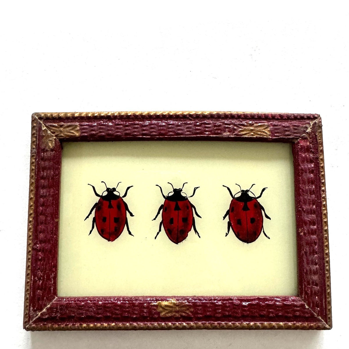 Indian Paintings with Insects - Small – Petersham Nurseries