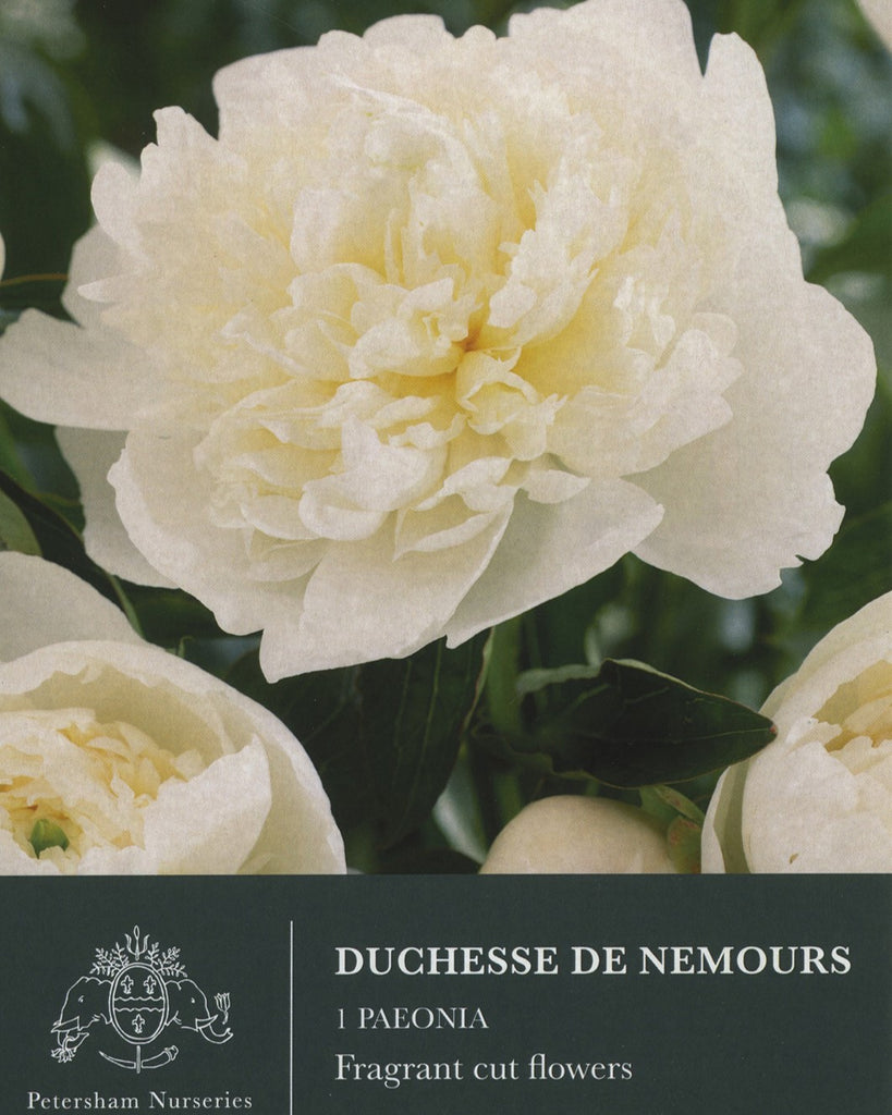 Peony Duchesse de Nemours Petersham Nurseries